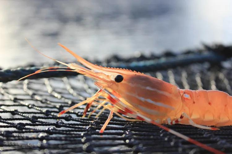 斑点虾开卖！最全购买地址请收好，还能网购加送货上门，给力