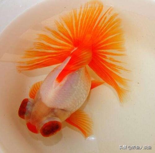 有哪些好看的金鱼可以养,十大最好养观赏鱼金鱼