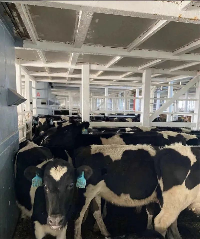 雄特牧业喜迎万头新西兰种牛顺利抵达广西防城港