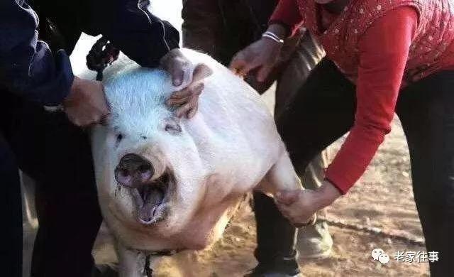 农村生活实拍,农村生活污水处理