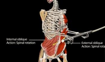 马甲线腹肌速成教程,练习腹肌人鱼线马甲线的最好方法