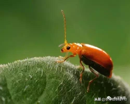 南瓜的病虫害防治办法,南瓜种植如何防虫害图片