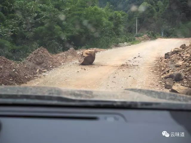18万冰岛普洱茶,冰岛18年茶价格