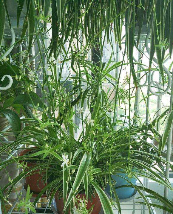 为什么吊兰开一次花就不开了,为什么吊兰一浇水就烂