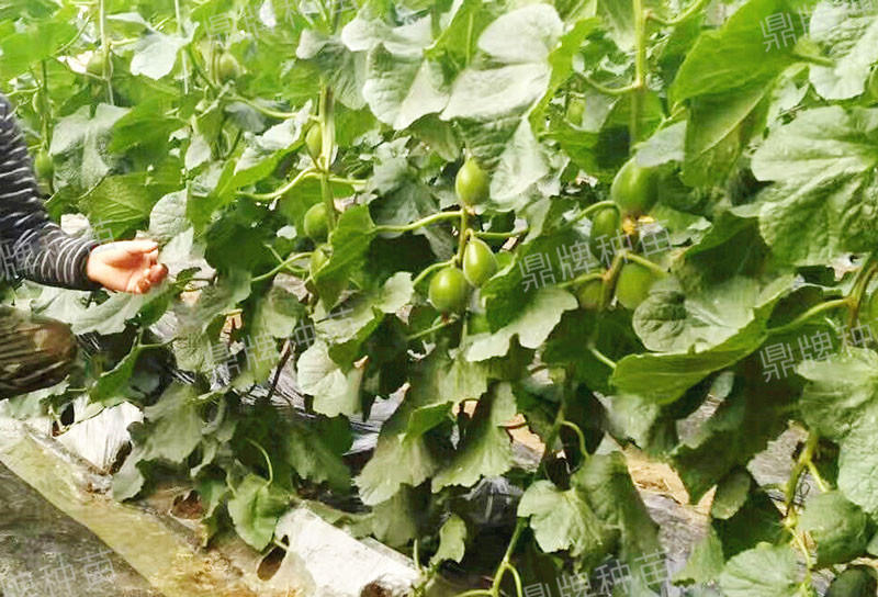 山东冷棚甜瓜最新种植,鲁厚甜1号甜瓜种植技术