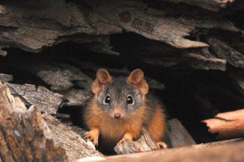这种动物为交配而生，最长交配时间可达14小时，直到死才会停止