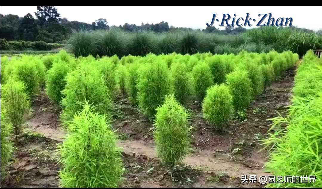 红色地肤草的种植方法,红地肤怎么养