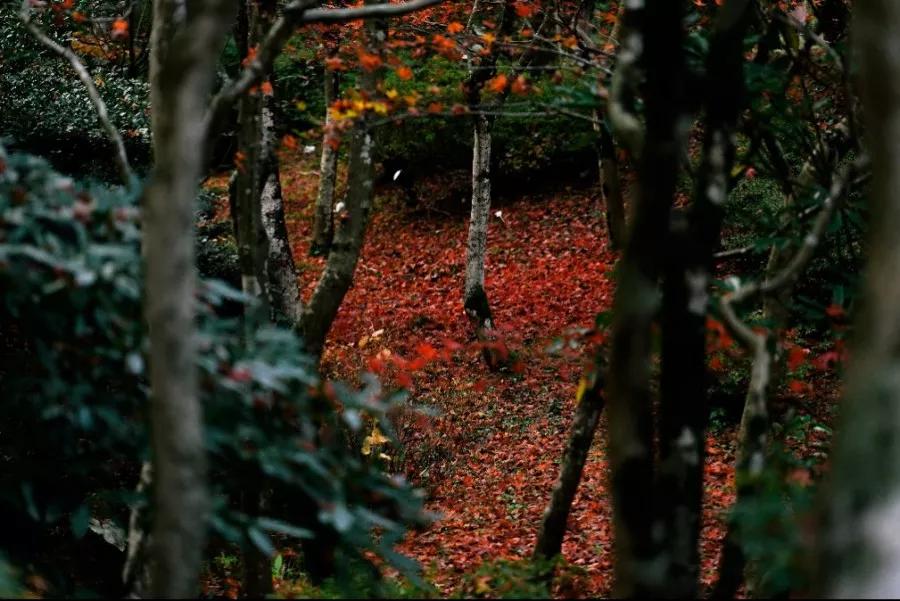 成杰聪明与智慧,成杰智慧分享