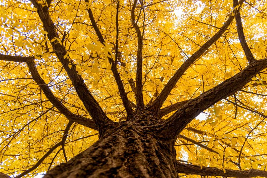 醉美大工秋|读书不觉已秋深，____________