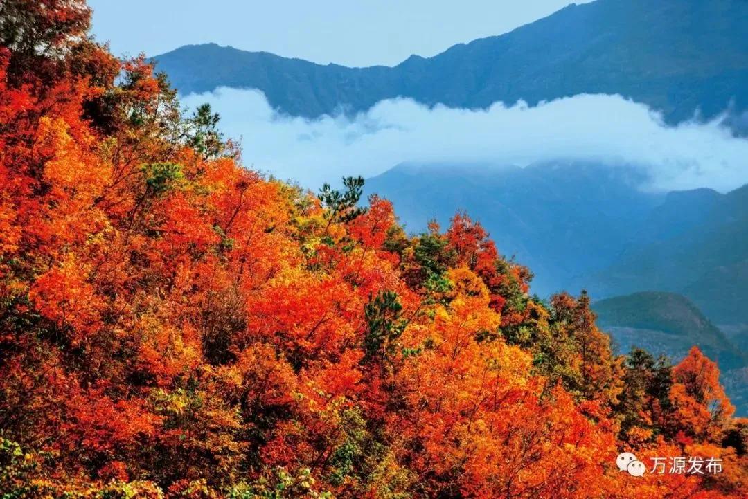 看万山红遍层林,看漫山红遍层林尽染国画