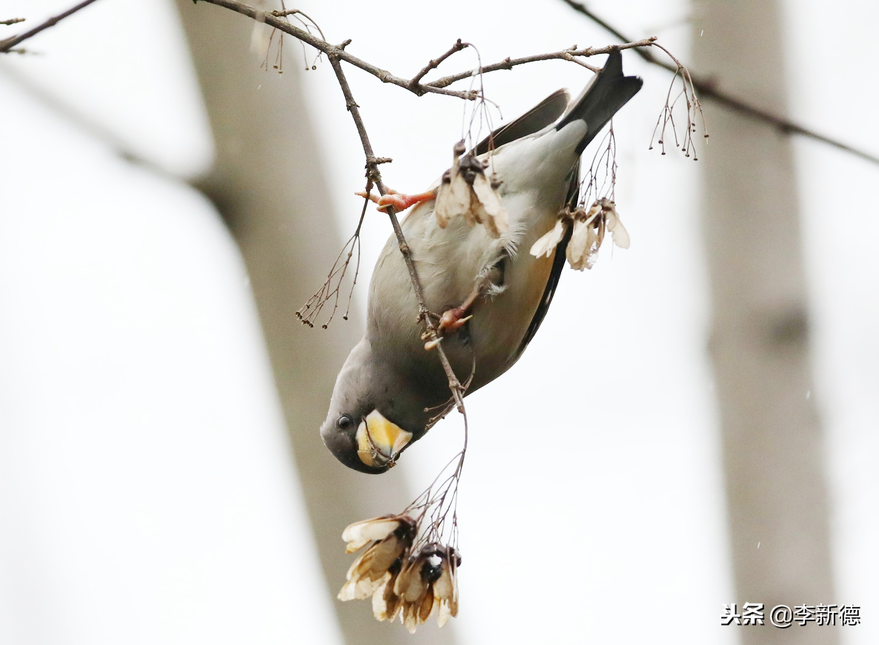 合肥望江西路蜀峰湾,合肥蜀峰湾有什么鸟