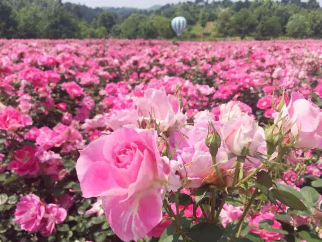 南京溧水千亩玫瑰,南京玫瑰园千亩花海迎来盛花期