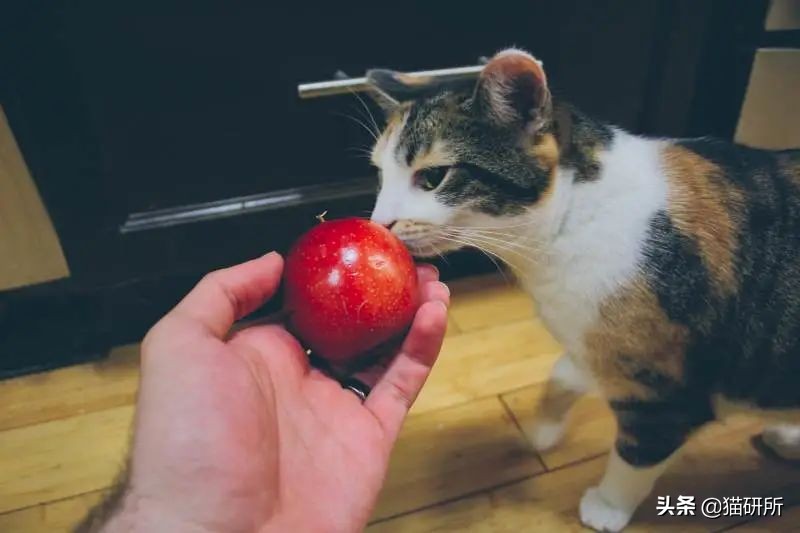 猫属于肉食动物一般不吃什么,猫咪是肉食动物为什么也吃饼干