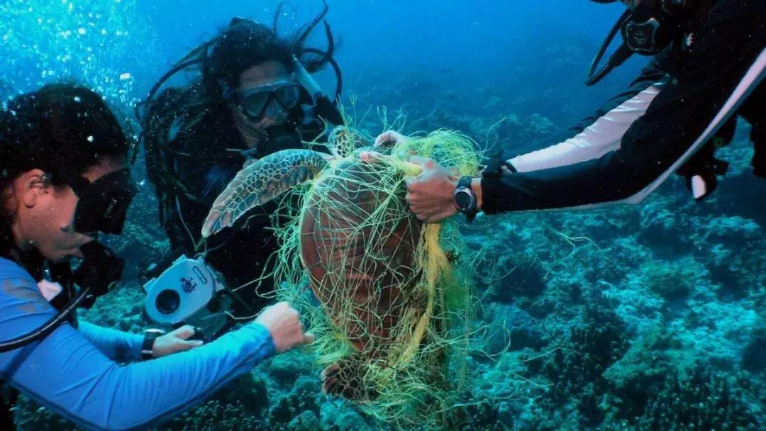 废弃渔网,废弃的渔网视频大全