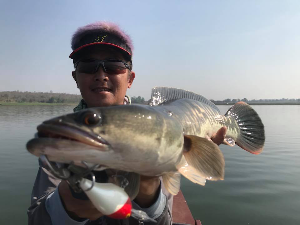 狮子鱼为何在美国泛滥成灾,蛇头鱼在中国为什么不泛滥