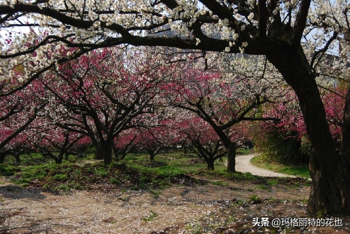 历史悠久的十大名花（海量美图），你选哪个做国花？
