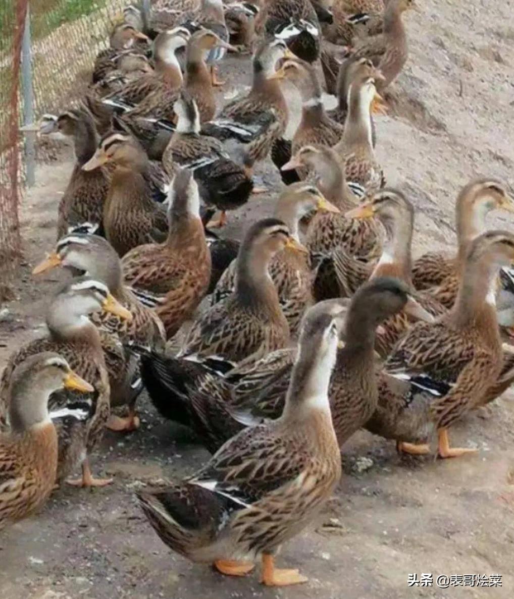 全国有名的鸭有哪些,各地鸭子特产大全