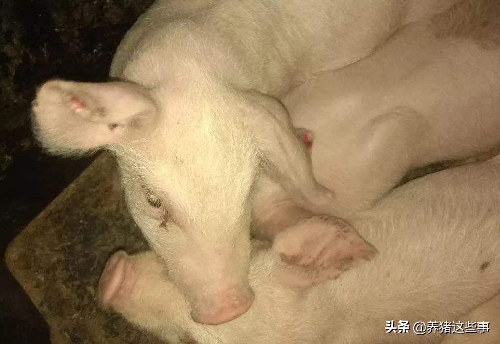 猪耳朵肿大的原因及治疗方法,养猪猪耳朵很红是怎么回事