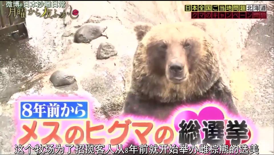 星期一不止有“比村乳业”，还有神经质的日本版《1818黄金眼》