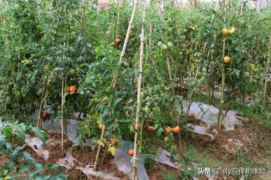 儿时夜晚捉迷藏,童年夜晚捉泥鳅