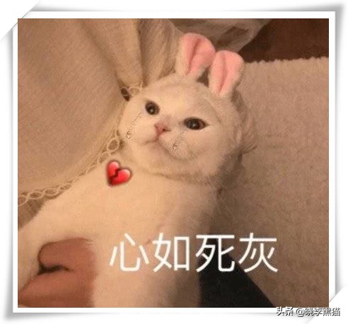 “情商”180，一只“社会”的小猫咪是怎么样炼成的？今天来教你