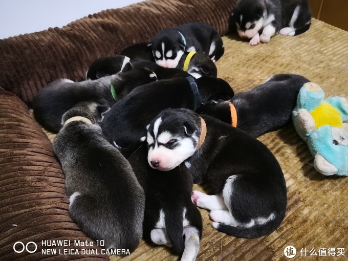 一次创世纪的生活体验—记哈士奇当妈妈