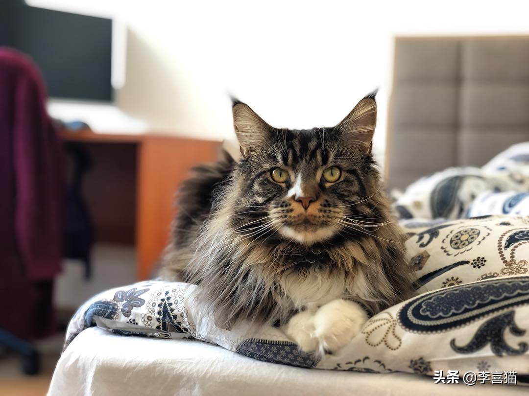 猫咪什么动作容易被铲屎官误会,猫咪故意把东西推下桌子