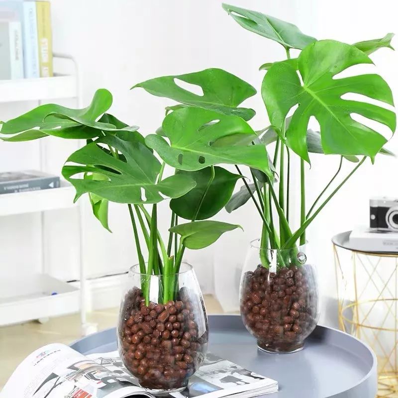 净化空气吸甲醛最好的植物大盆栽,净化空气除甲醛室内最佳植物排名