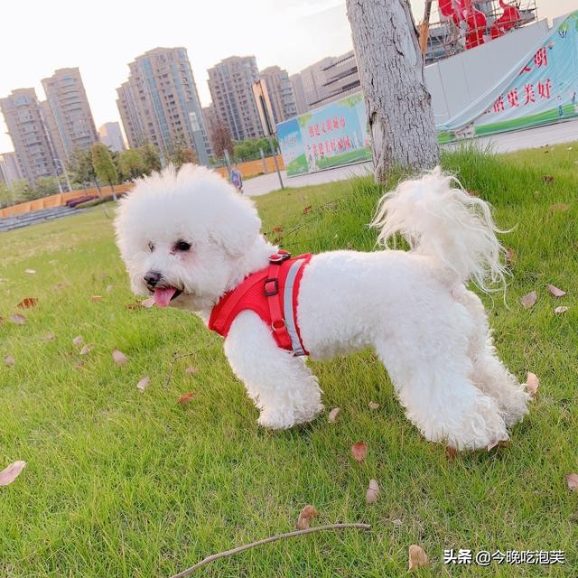 比熊狗狗产后拉稀,比熊狗狗拉稀怎么办