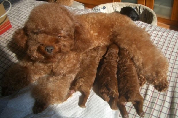 狗狗低血钙产后多久发病,狗狗产后低血钙后可以吃猪肝吗