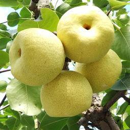 砀山县城市发展,梨都砀山万亩瓜果之乡