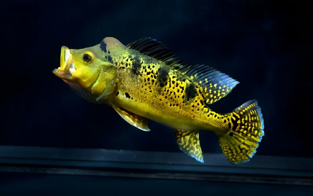 观赏鱼最怕的10件事,如果做不到这几点不要养猫咪