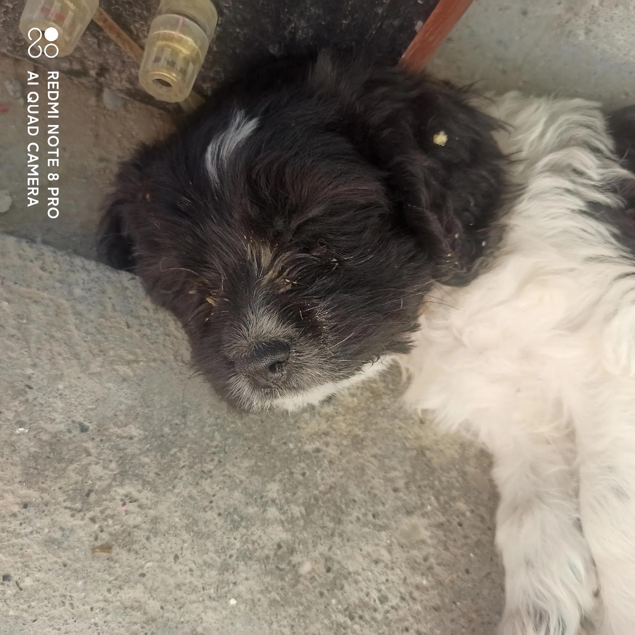 我的妈呀！2600块买来的史宾格，养了不到两周就丢了