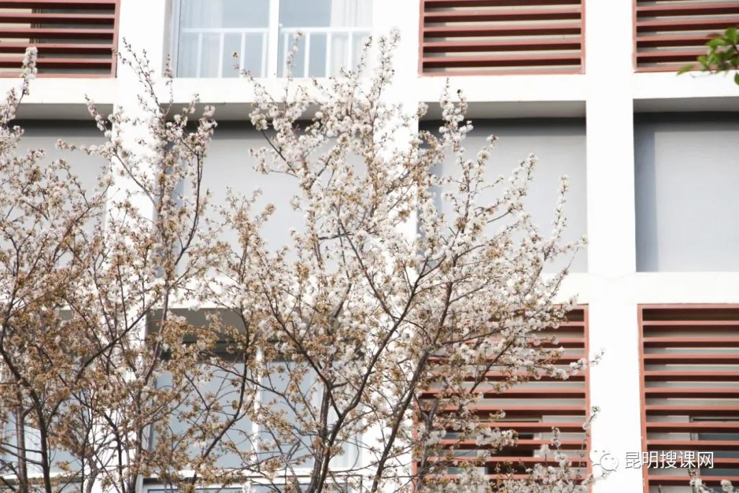 昆明市第十中学官网,昆明市第十中学求实校区2019级