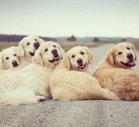 挑选金毛的正确方法,挑选金毛怎样才能挑选到好的