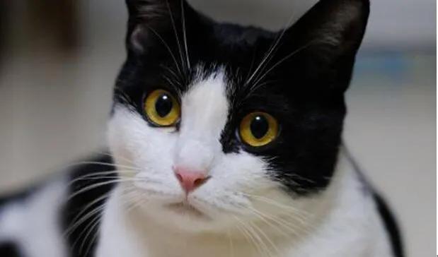 好看的猫的眼睛,猫的眼睛为什么那么好看