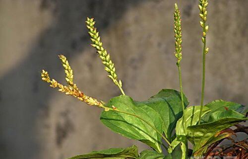 名医都束手无策的疾病，这味野草为何却能药到病除？