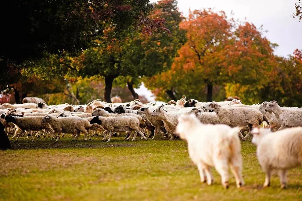 10月旅行地推荐最适合初秋出游,10月最适合慢慢旅游的地方