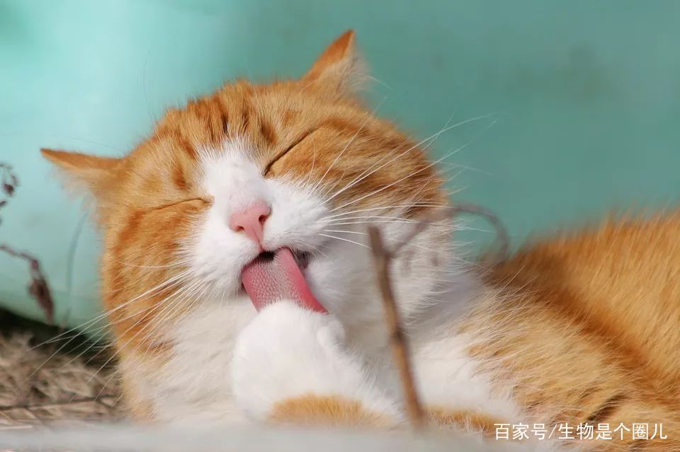 养宠小知识猫慢性肾衰竭治疗方法,猫咪肾衰竭救活大概多少钱