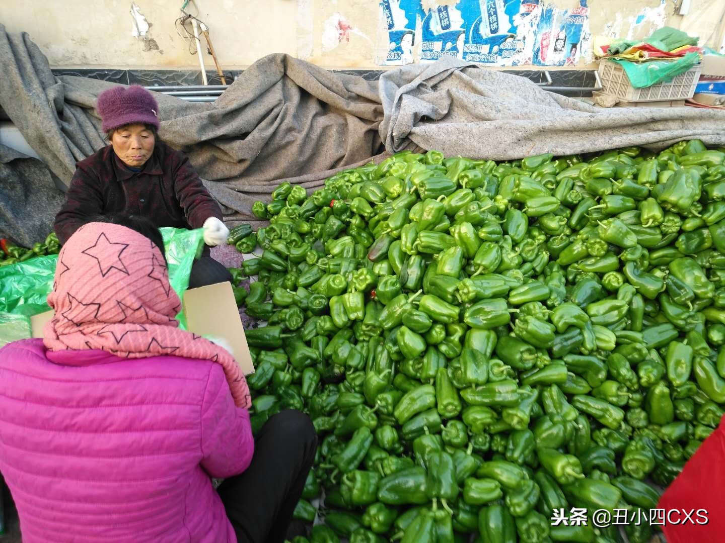 种植大棚一年能挣多少钱,种植大棚一个月能挣多少钱