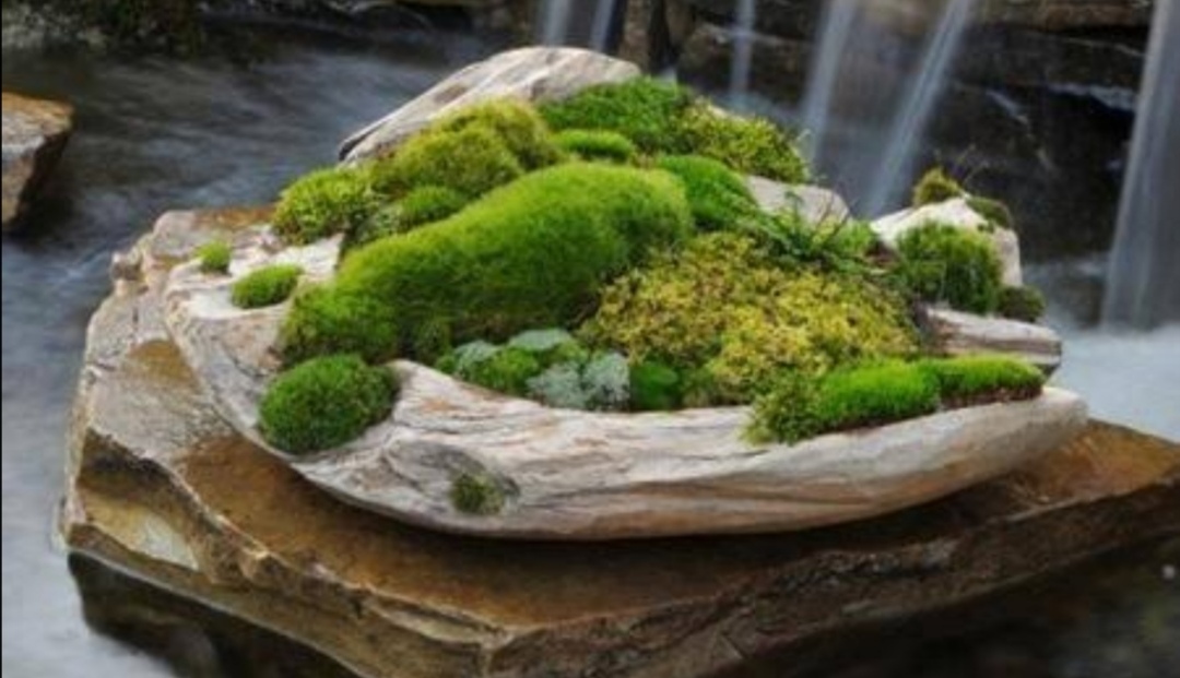 苔藓文竹制作微盆景图,怎么做苔藓小盆景