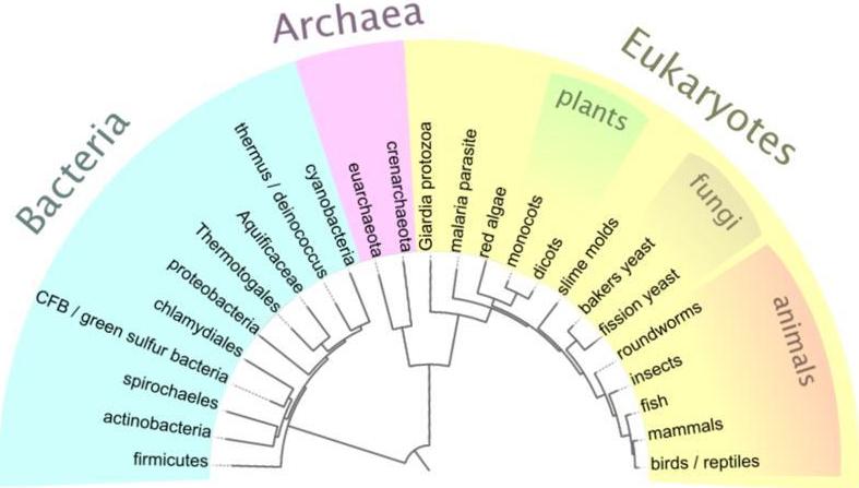 忘了传播种子的使命？捕鸟树被进化带偏，开始以“杀鸟为乐”？