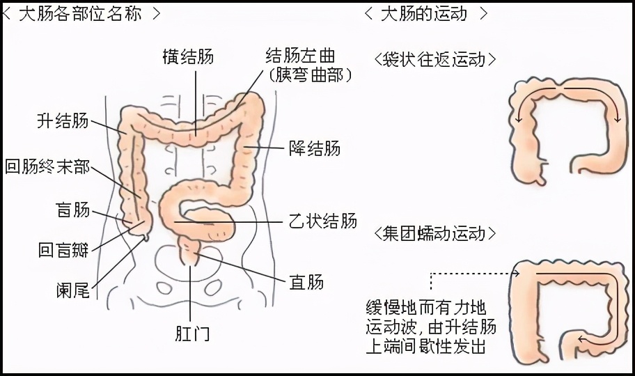 咖啡灌肠操作方法指南,科学灌肠