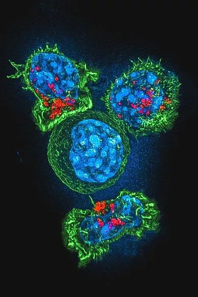 感染病毒后的168小时,你的体内都发生了什么?