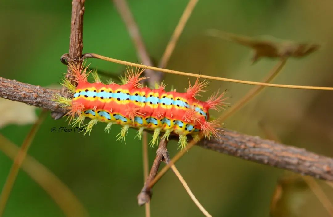 野外郊游怎样防蚊虫叮咬,夏季虫子叮咬科普视频