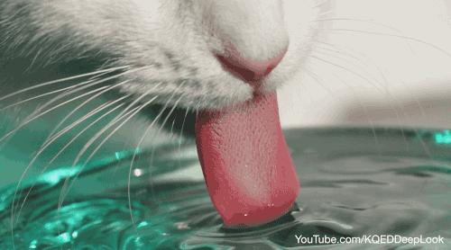 猫咪喝水碗里有红色蠕动虫子,猫咪喝水碗里有小黑虫