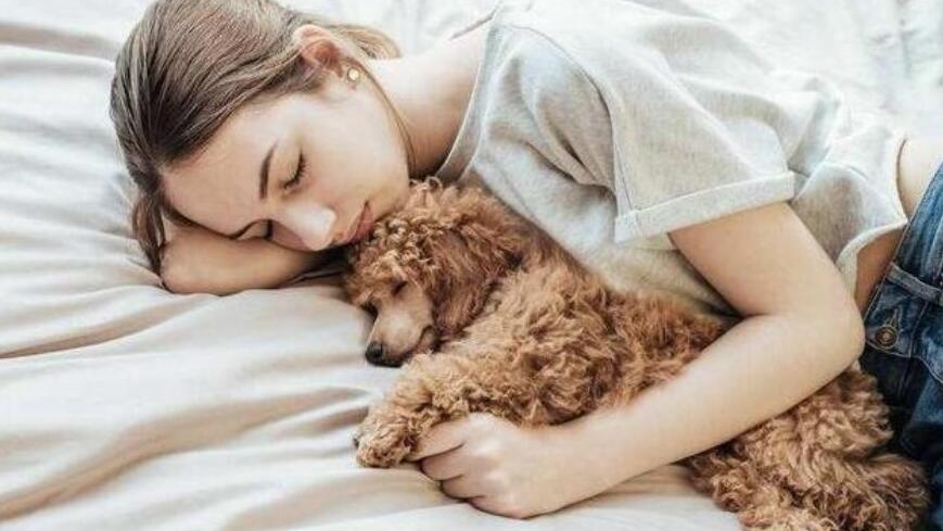 万万没想到！原来和贵宾犬一起睡，还隐藏了这几个好处！心动了