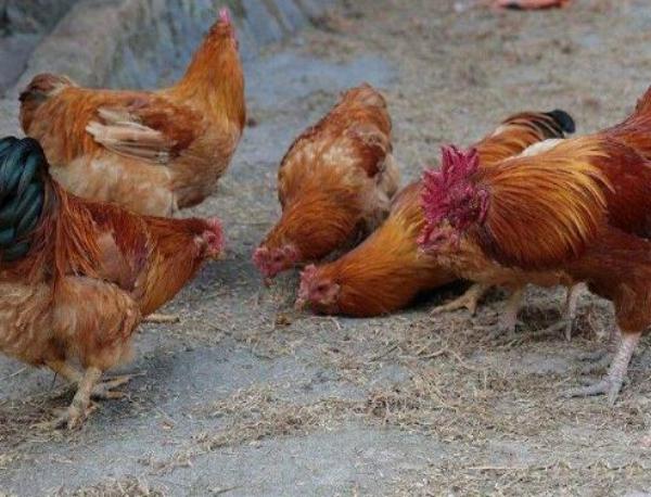 养鸡老是鸡得病怎么治啊,养鸡发现瘫痪是怎么回事