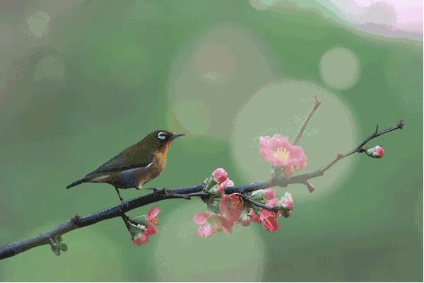 清明过后天空就明净了,今日清明万物生长清洁明净