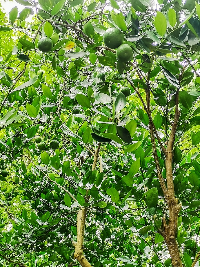 黄果树大瀑布，简直是疑是银河落九天的奇景，壮观而震撼